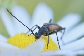<p>TESAŘÍK ČERNOŠPIČKÝ (Stenurella melanura) ---- /Kleiner Schmalbock/</p>
